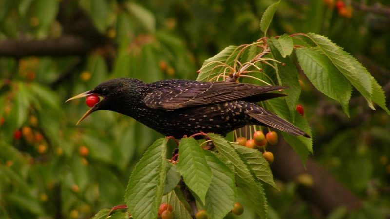 Як і чим відлякати птахів від черешні, вишні: сучасні і народні способи. Чим вкрити черешню, вишню від птахів: поради