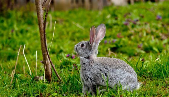 Які гілки можна давати кроликам, а які ні