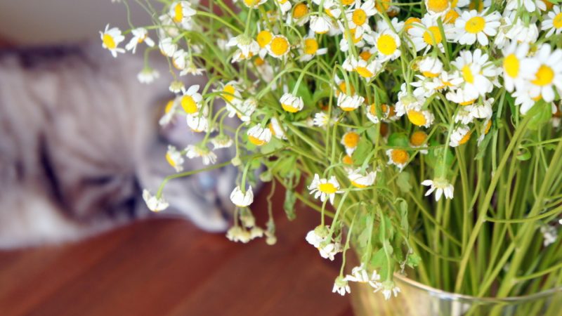 Як красиво намалювати ромашку олівцем поетапно для початківців? Як намалювати букет ромашок олівцем поетапно?