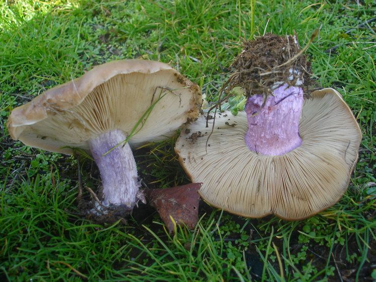 Як маринувати гриби сині ніжки: рецепт на зиму, як замаринувати в домашніх умовах, фото Як маринувати гриби сині ніжки: рецепт на зиму, як замаринувати в домашніх умовах, фото