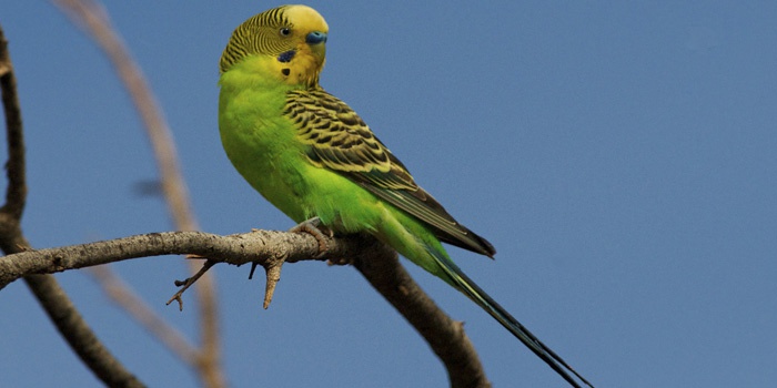 Як навчити папугу розмовляти за 5 хвилин: хвилястого, кореллу, неразлучника і розеллу, фото і відео