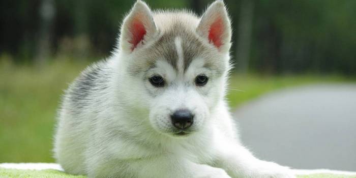 Як назвати цуценя-хлопчика