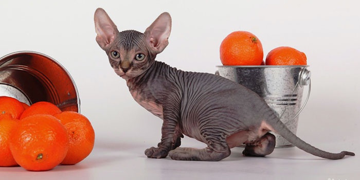 Як назвати кошеня, хлопчика і дівчинку чорного, сірого та білого кольору Як назвати кошеня, хлопчика і дівчинку чорного, сірого та білого кольору