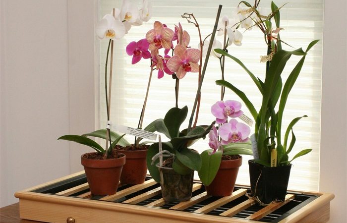 Як пересадити орхідею в домашніх умовах правильно: покрокове відео
