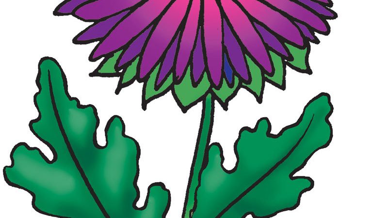 Як поетапно намалювати квіти? Хризантеми: малюнок олівцем