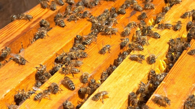 Як позбутися від диких бджіл на дачній ділянці, в стіні і під підлогою будинку? Чим вивести бджіл з дому?