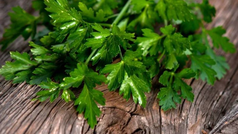 Як правильно посадити петрушку, щоб вона швидко зійшла? Петрушка — посадка і догляд у відкритому грунті навесні і восени під зиму: інструкція, поради