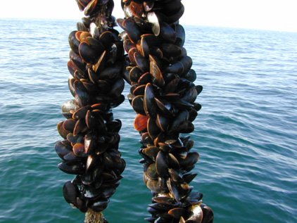 Як приготувати заморожені або свіжі мідії?