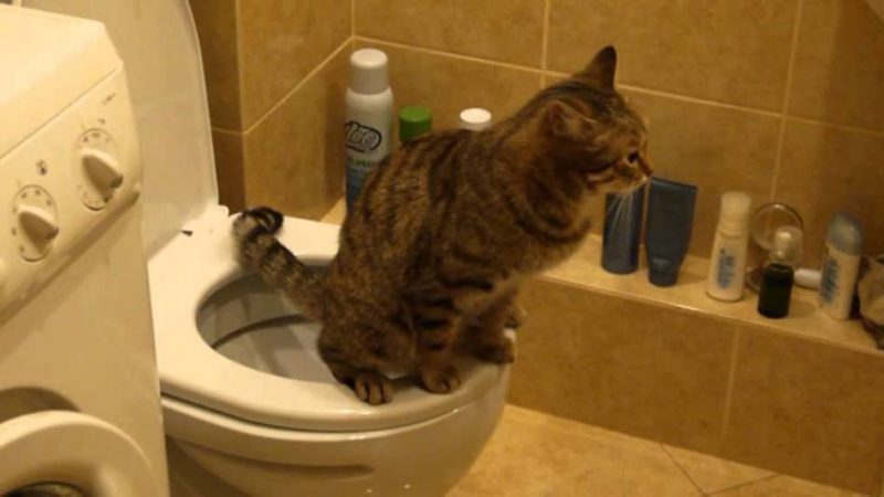 Як привчити кішку до туалету? Система привчання кішок до унітазу, насадка на унітаз