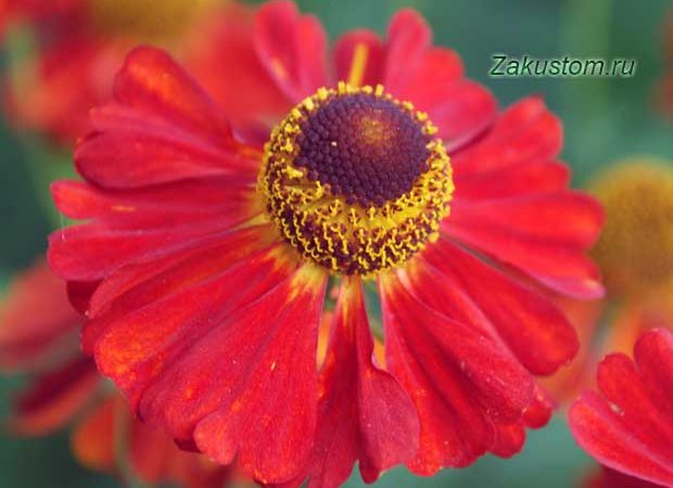 Які рослини краще посадити в тіні