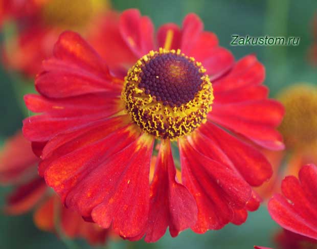 Які рослини краще посадити в тіні