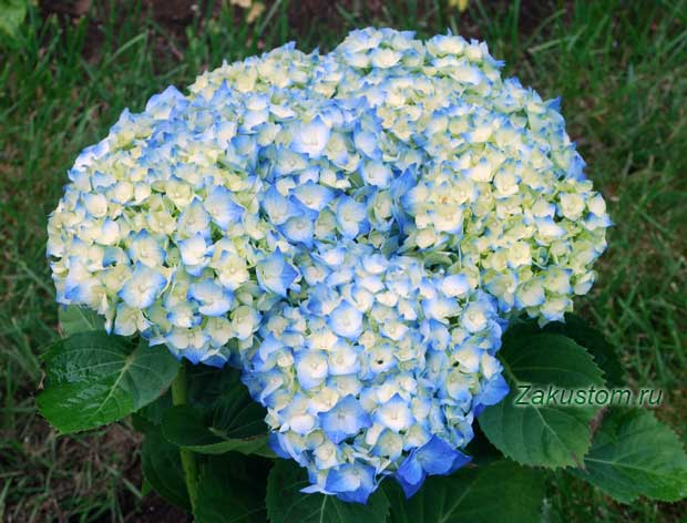 Які рослини краще посадити в тіні