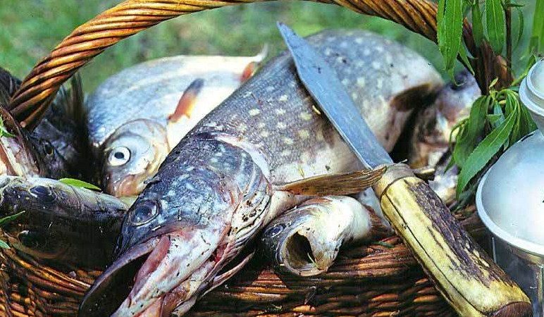 Як розібрати, почистити щуку? Як зняти шкіру з щуки панчохою — відео-інструкція та детальний опис