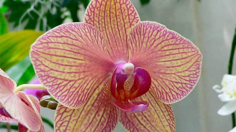 Як розмножити в домашніх умовах орхідею живцями, корінням, дітками і насінням? Особливості розмноження орхідей в домашніх умовах