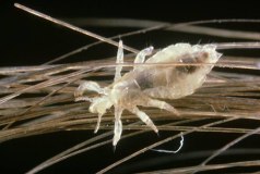 Як швидко вивести вошей в домашніх умовах: хімічні і народні засоби, ознаки педикульозу, методи боротьби, відео