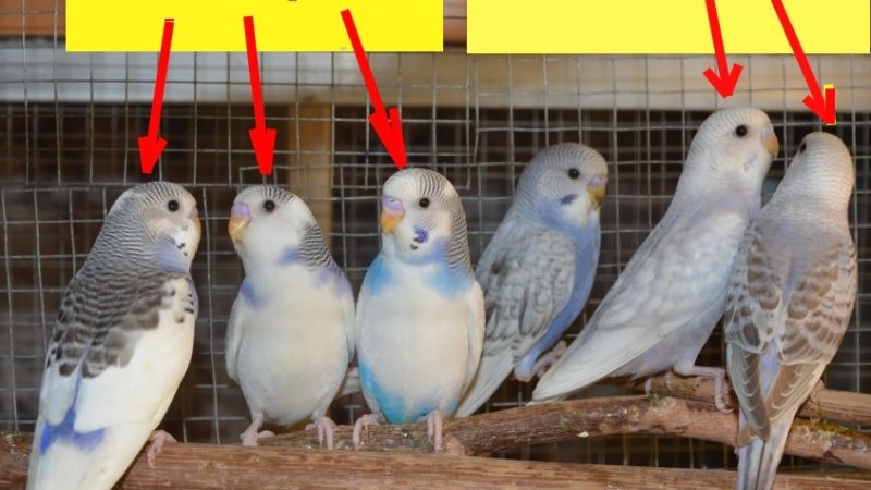 Як відрізнити хвилястого папугу хлопчика від дівчинки: зовнішня відмінність, ознаки поведінки самці, самки, восковиця, фото