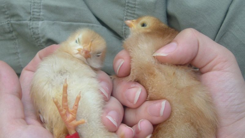 Як відрізнити курчати курку від півня 2, 3 тижні, 1, 2, 3, 4 місяці: корисні поради, способи, фото, відео