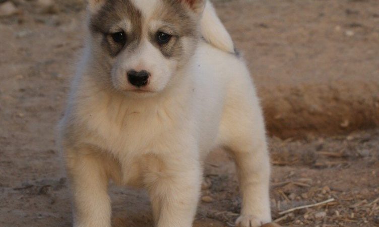 Як вибрати цуценя лайки для полювання? Робимо правильний вибір