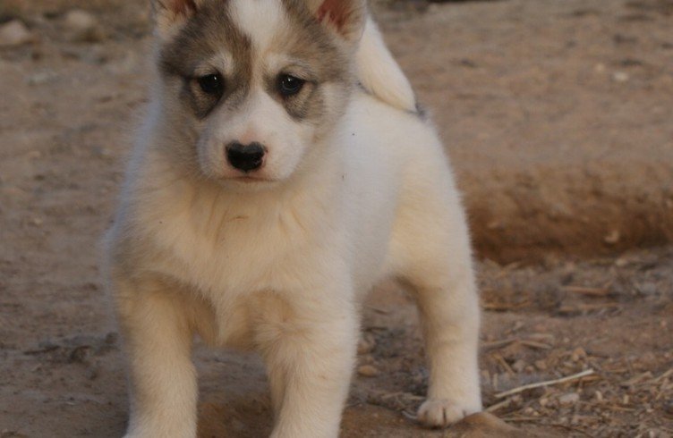 Як вибрати цуценя лайки для полювання? Робимо правильний вибір