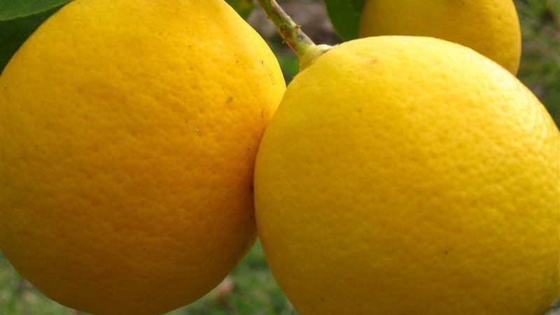 Як виростити кімнатний лимон в домашніх умовах з кісточки? Кімнатний лимон — догляд, розмноження, хвороби, лікування, шкідники та сорти: опис