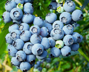 Як виростити лохину різних сортів (практичні рекомендації)