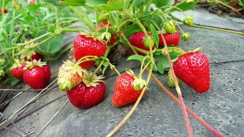 Як виростити полуницю в домашніх умовах, в теплиці, у відкритому грунті, під полоненої, в мішках і в трубах? Як вирощувати полуницю круглий рік?