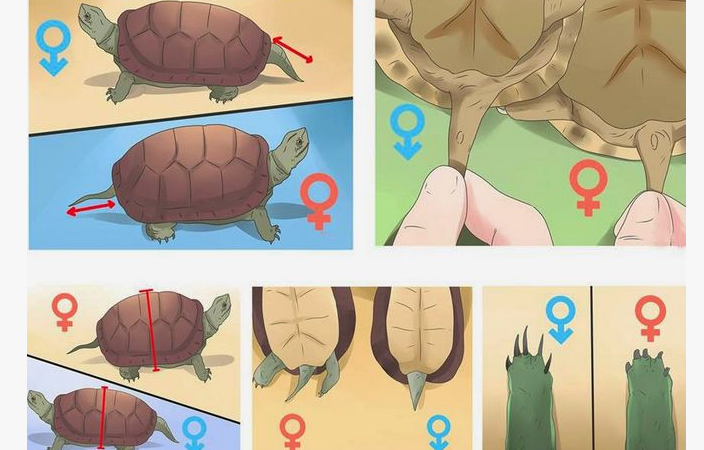 Як визначити стать червоновухої черепахи: як відрізнити самку від самця за зовнішніми даними, поведінці?
