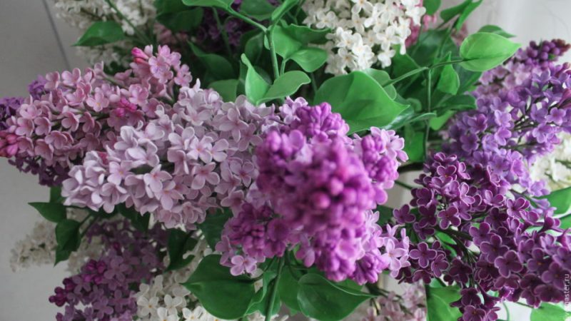 Як зберегти букет бузку у вазі довше? Що зробити, щоб бузок довше стояла у вазі, у яку воду поставити?