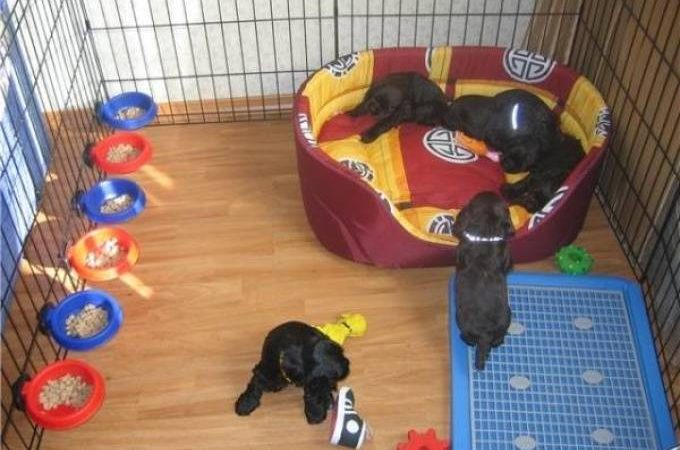 Як зшити лежак для собаки своїми руками? Способи виготовити лежак своїми руками: фото, схеми, побудова викрійки, інструкція