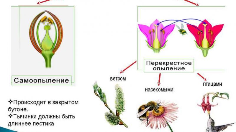 Яка роль бджіл у запиленні рослин: як пояснити? Які квітки не можуть запилюватися бджолами?