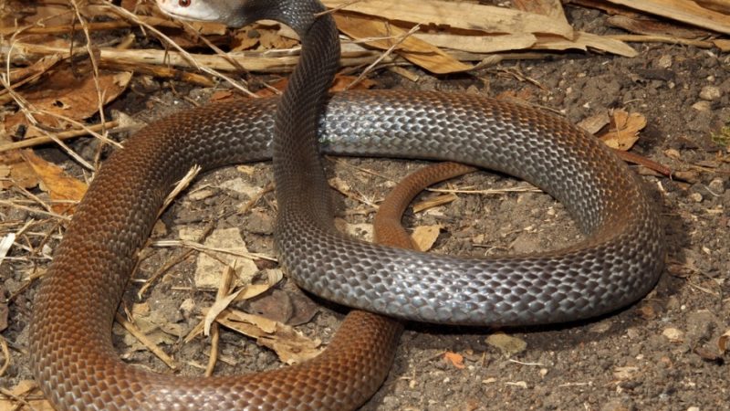 Яка змія сама страшна, небезпечна, отруйна, смертоносна, велика? Найнебезпечніші змії в світі, на планеті Земля: топ-20