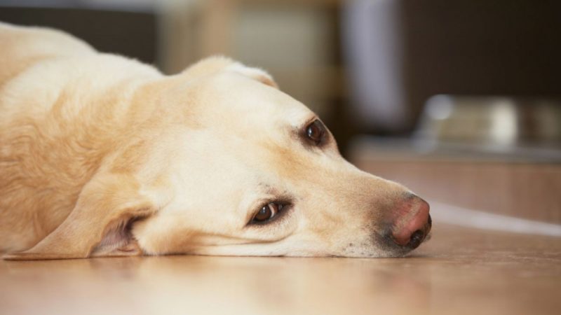 Захворювання печінки у собак: симптоми, ознаки, причини, лікування. Дієта і харчування собаки при захворюваннях печінки, лікувальний корм