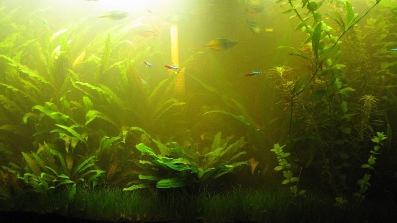 Зеленіє вода в акваріумі: причини, способи усунення. Що робити, щоб не зеленіла вода в акваріумі: профілактичні заходи