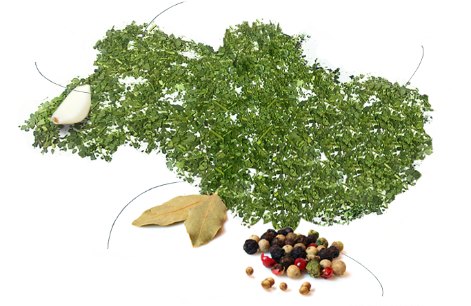 Зелений борщ зі щавлем рецепт з фото. Як варити зелений борщ зі щавлем і яйцем?