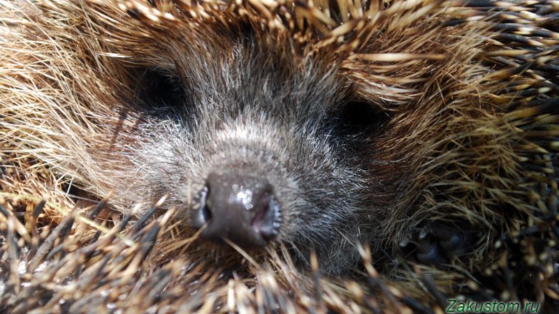 Їжачок на дачі