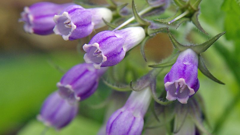 Живокіст лікарський: застосування для суглобів, правильна заготівля кореня живокосту. В якому випадку живокіст протипоказаний?