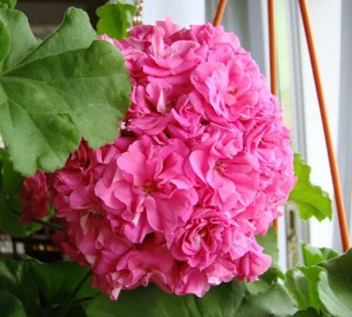 Знайомимося з сортами махрових пеларгоній з фото і описами