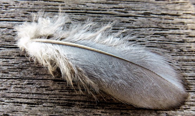 Знайти перо голуба: Значення прикмети