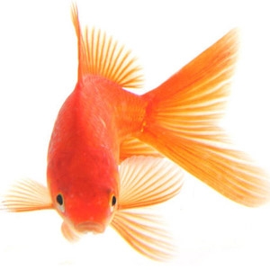 Золотая рыбка в аквариуме — уход