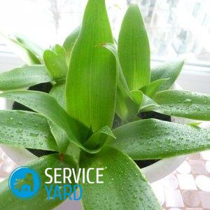 Золотой ус — как ухаживать?